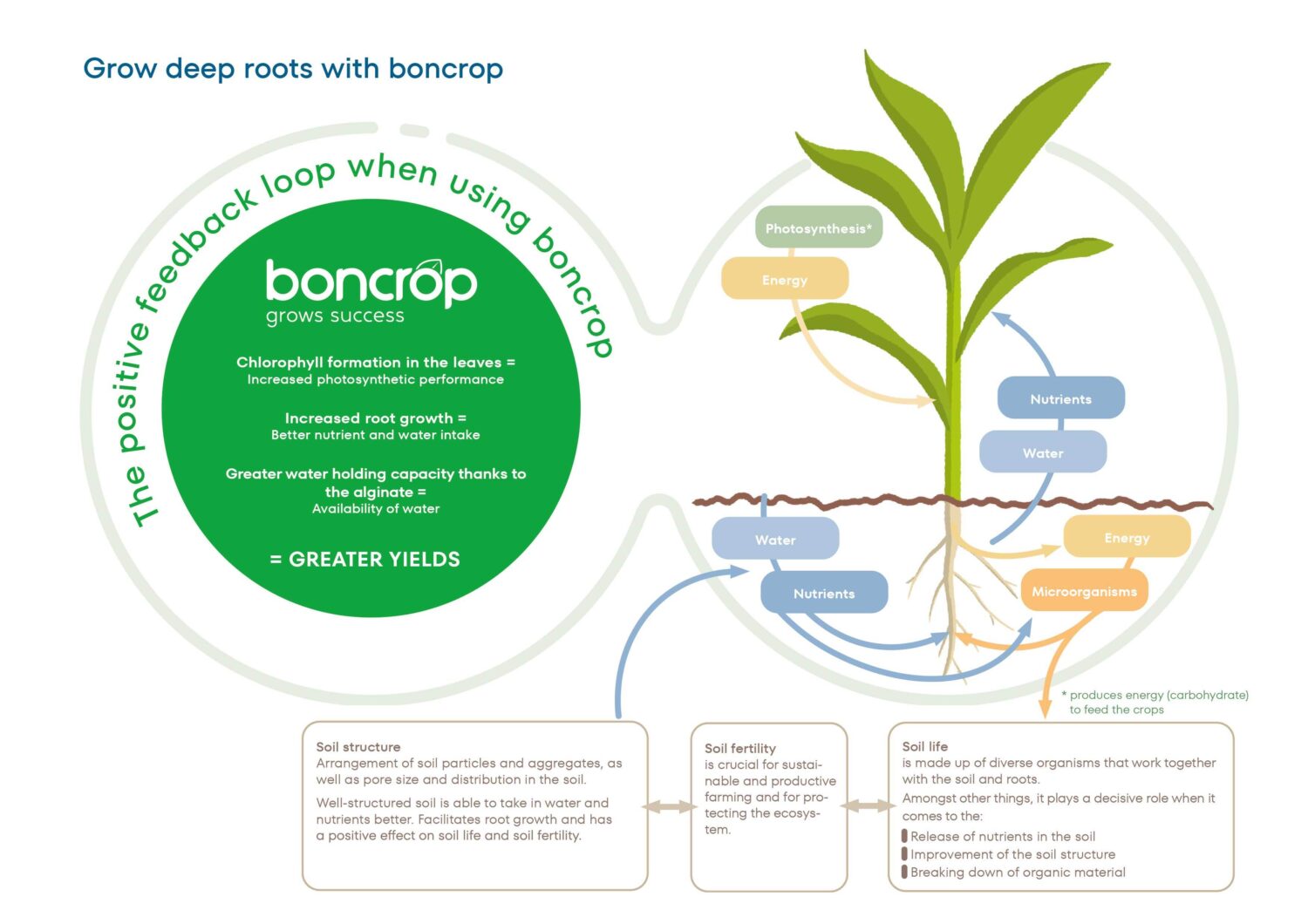 Grow deep roots with boncrop