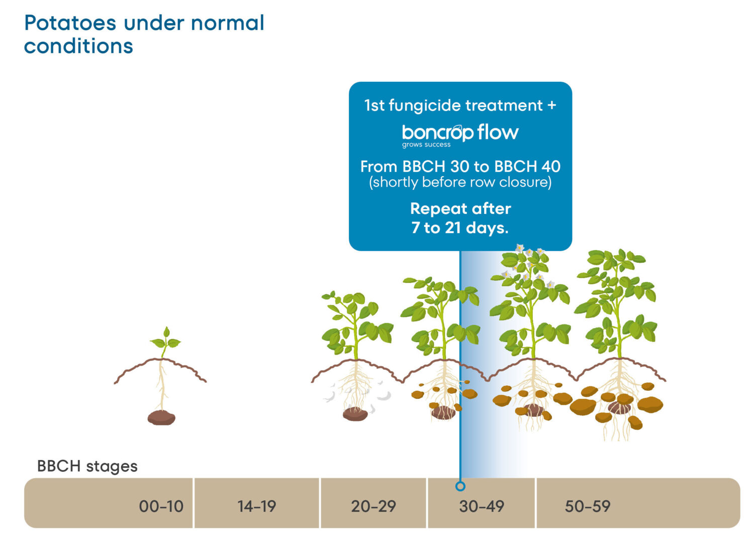 Potatoes under normal conditions