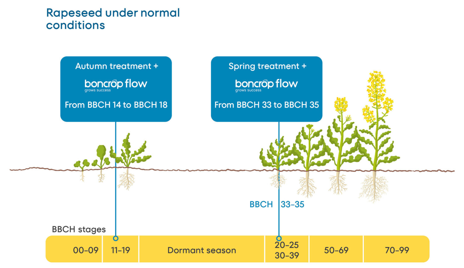 Rapeseed under normal conditions